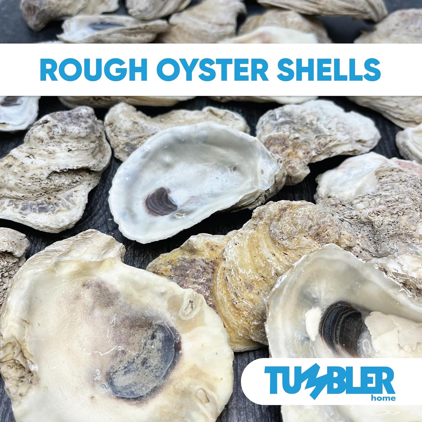 Oyster Shells for Crafts (20 pack)