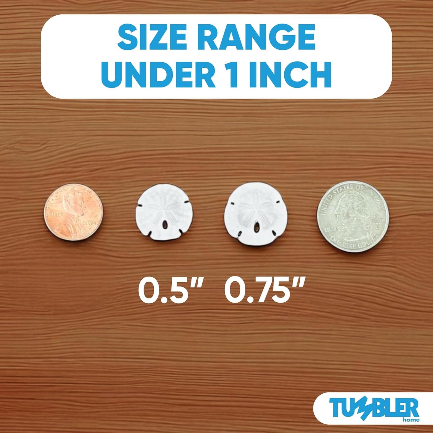 Florida Sand Dollars: Under 1" Inch