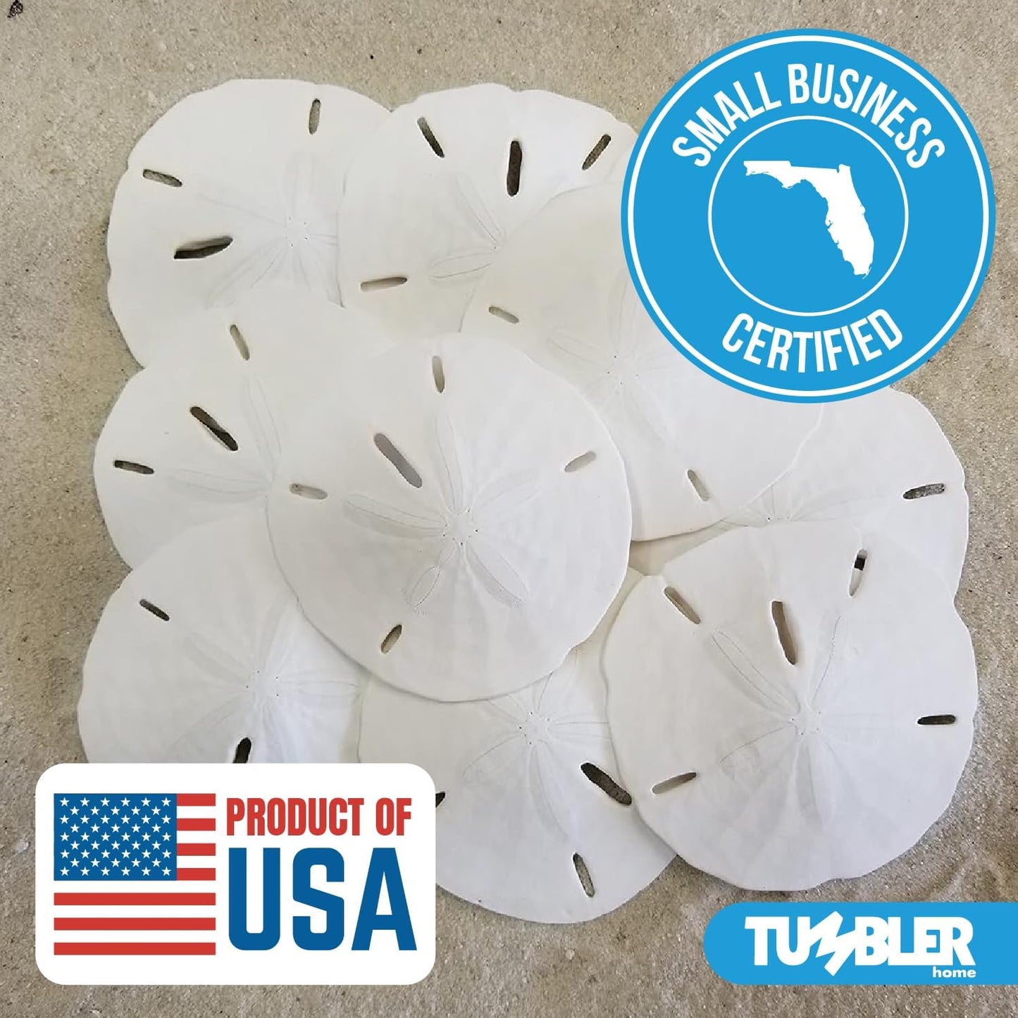 Florida Sand Dollars: 2" to 2.25" Inches