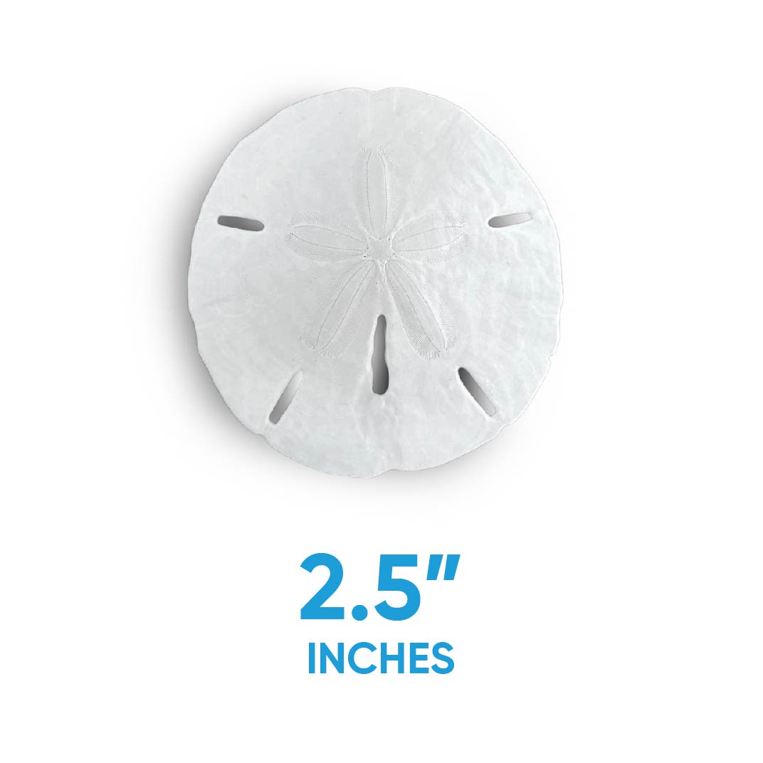 Florida Sand Dollars: 2.5" to 3.0" Inches