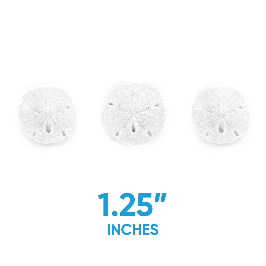 Florida Sand Dollars: 1.25" to 1.5 Inches