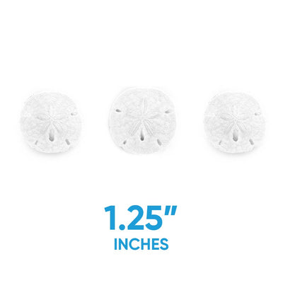 Florida Sand Dollars: 1.25