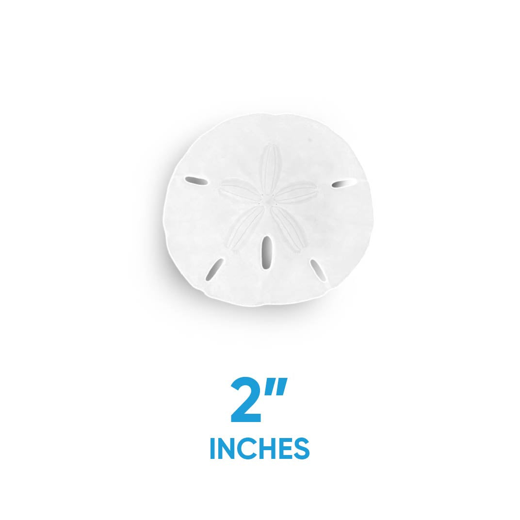 Florida Sand Dollars: 2" to 2.25" Inches