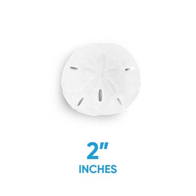 Florida Sand Dollars: 2