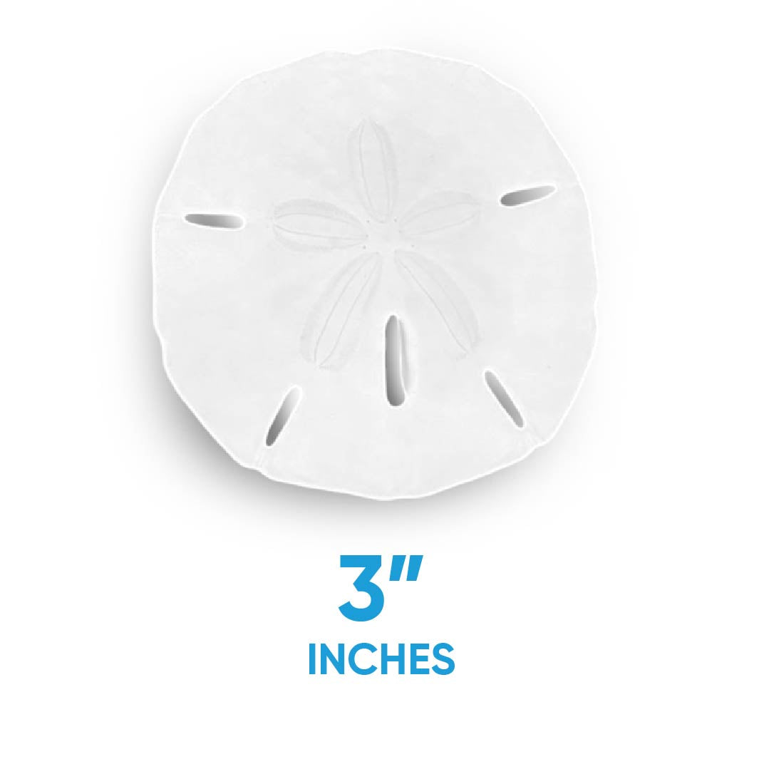 Florida Sand Dollars: 3" to 3.5" Inches