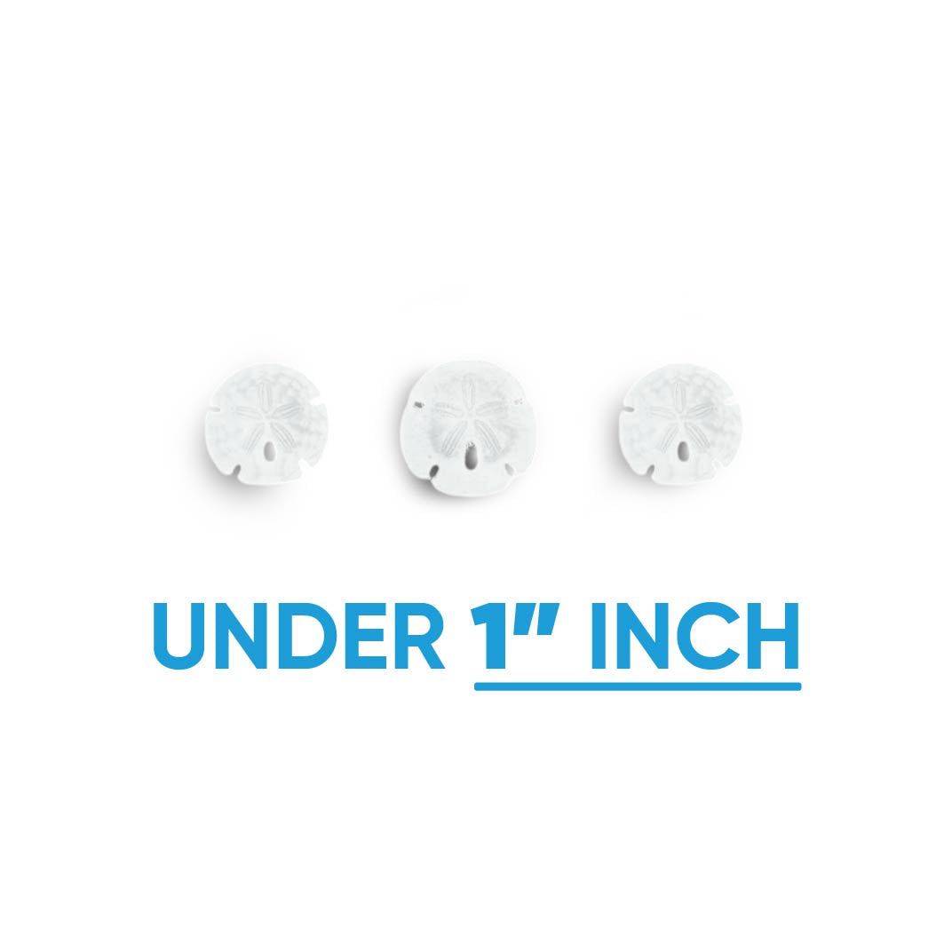 Florida Sand Dollars: Under 1" Inch