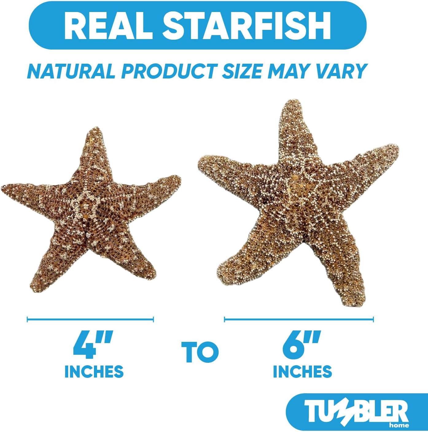 Real Sugar Starfish for Crafts & Decor