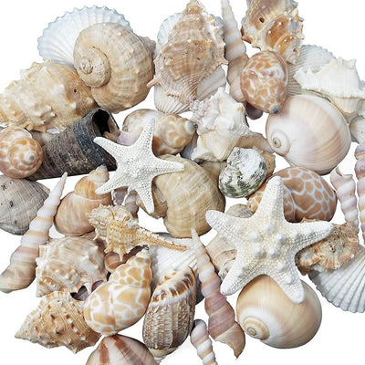 Tan Shell Mix - 2 Pounds