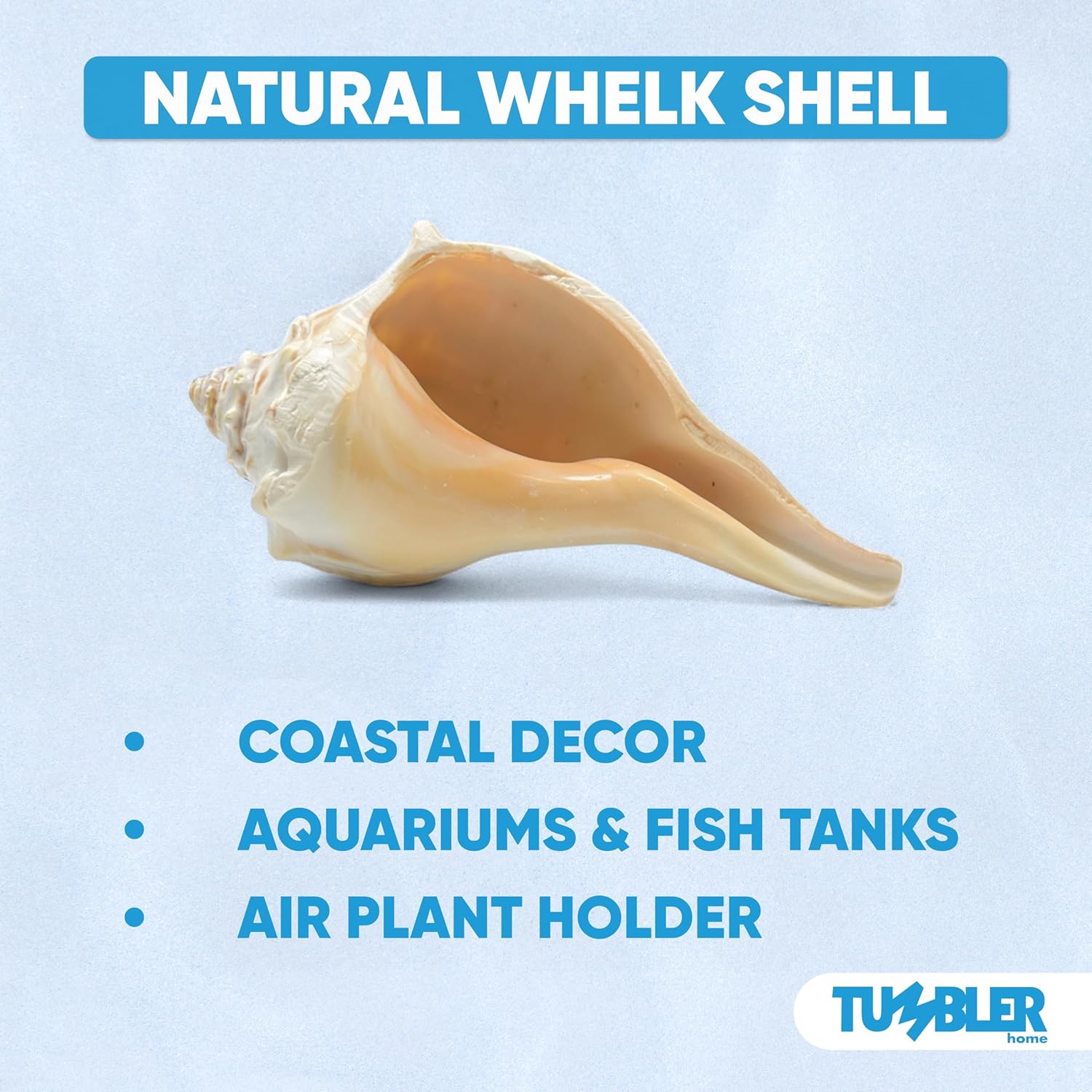 Atlantic Whelk Shell – Tumbler Home