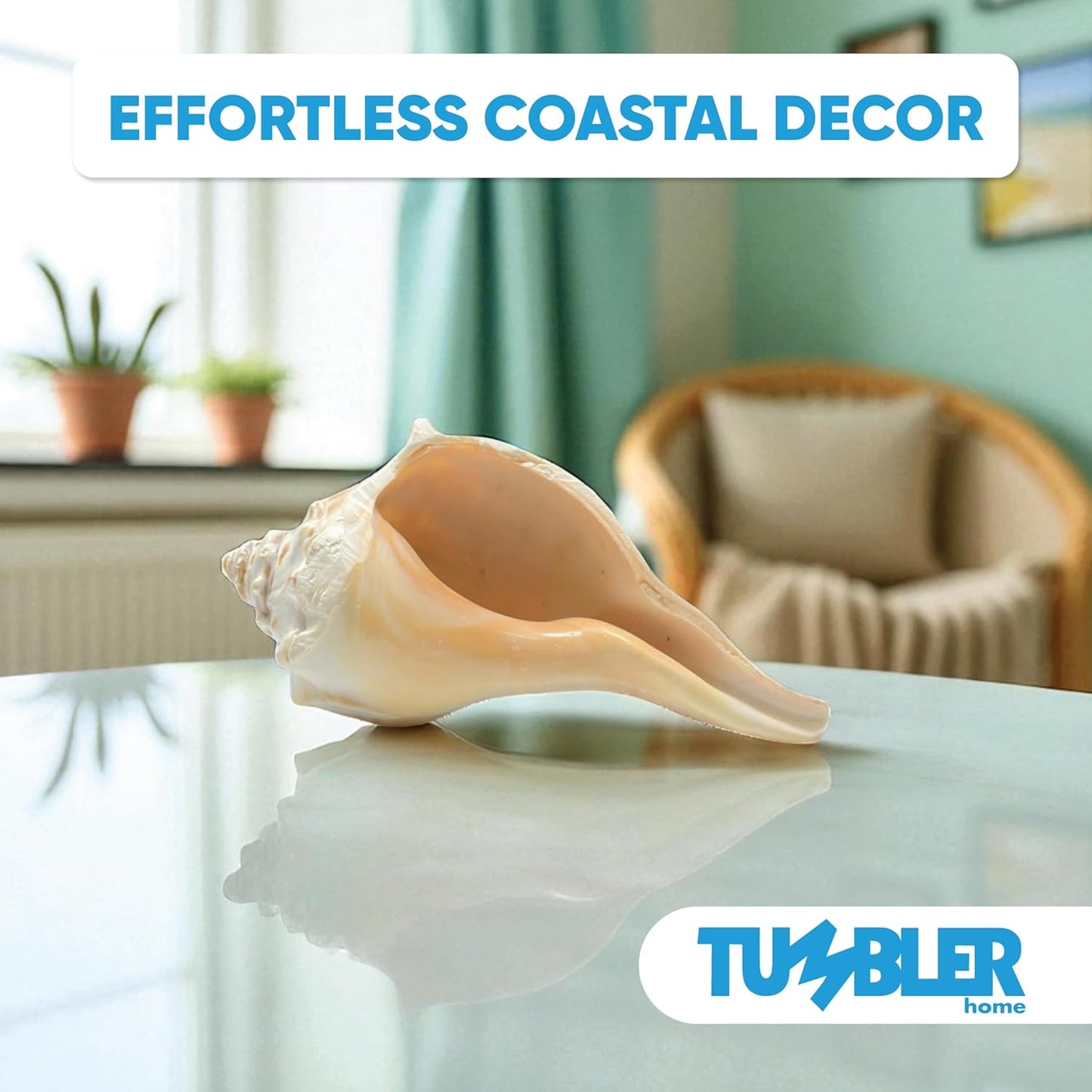 Atlantic Whelk Shell