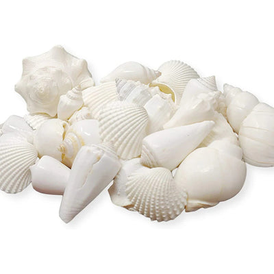 White Seashell Mix - 1 Pound