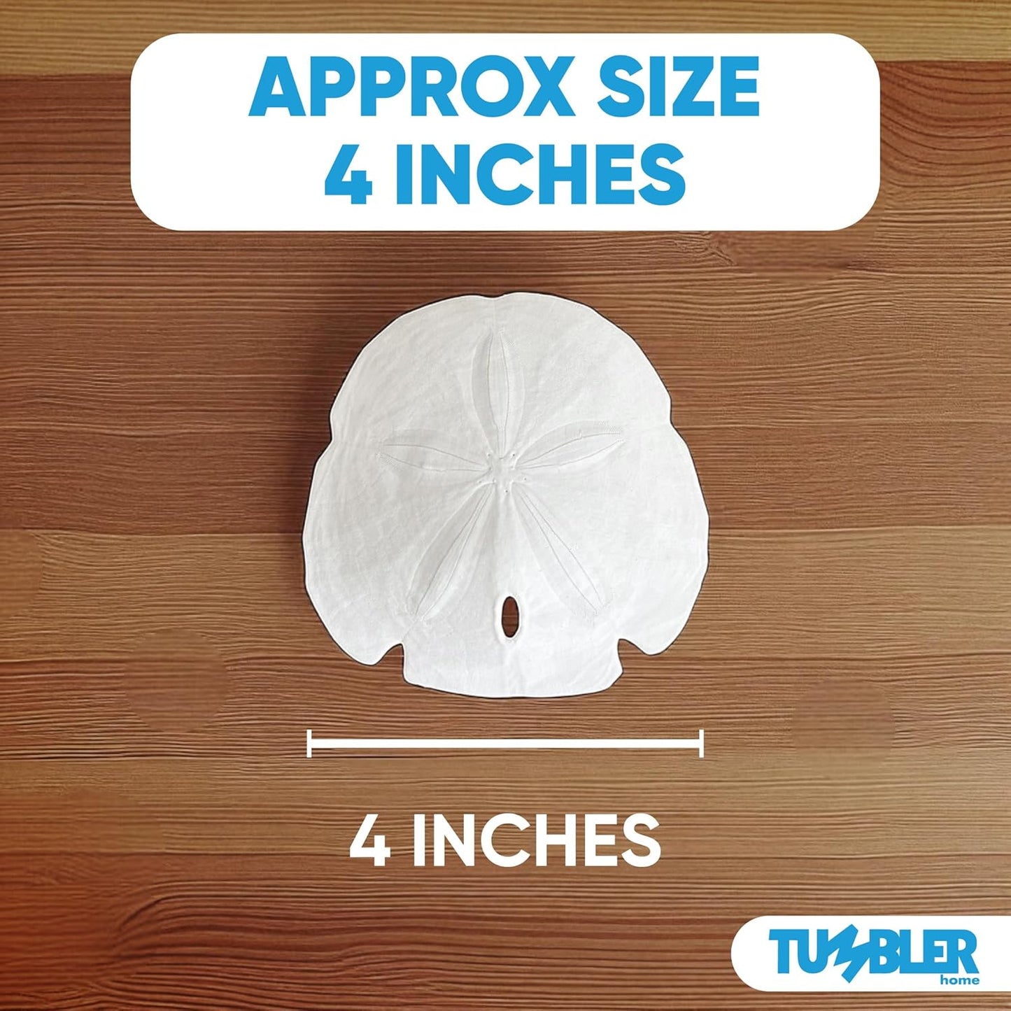 Florida Sand Dollars: 4" Inches