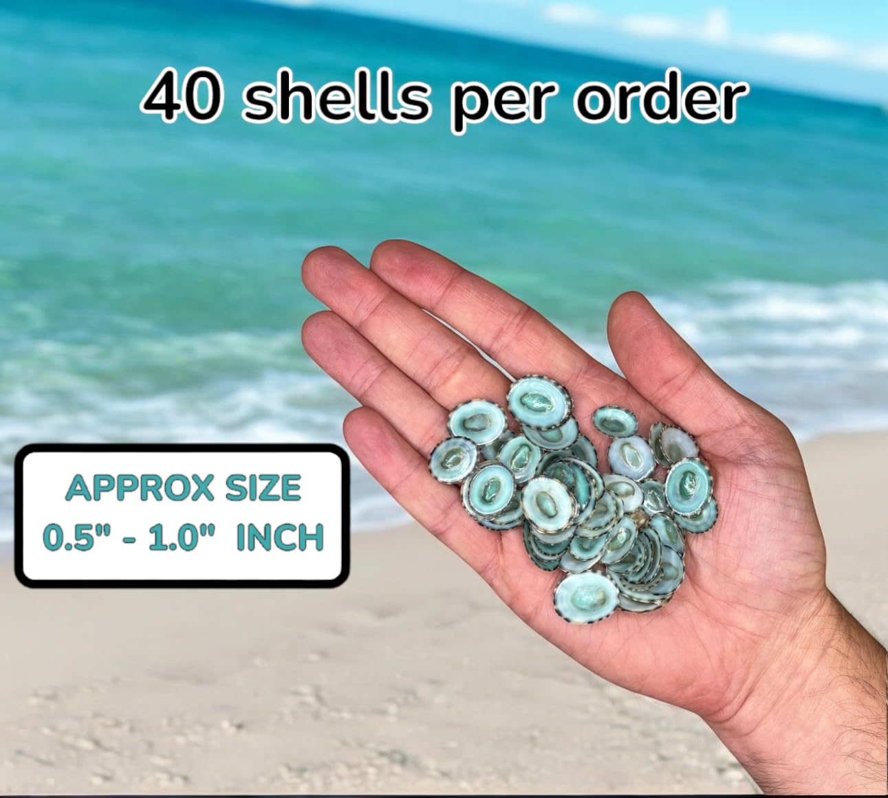 Green Limpet Shells for Crafting (40pcs)