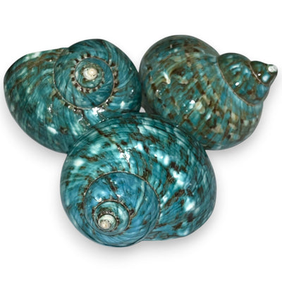 Large Turbo Shells - Jade Green / 3