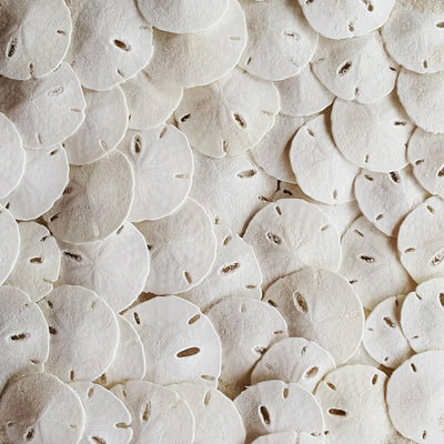 Florida Sand Dollars: 1.25