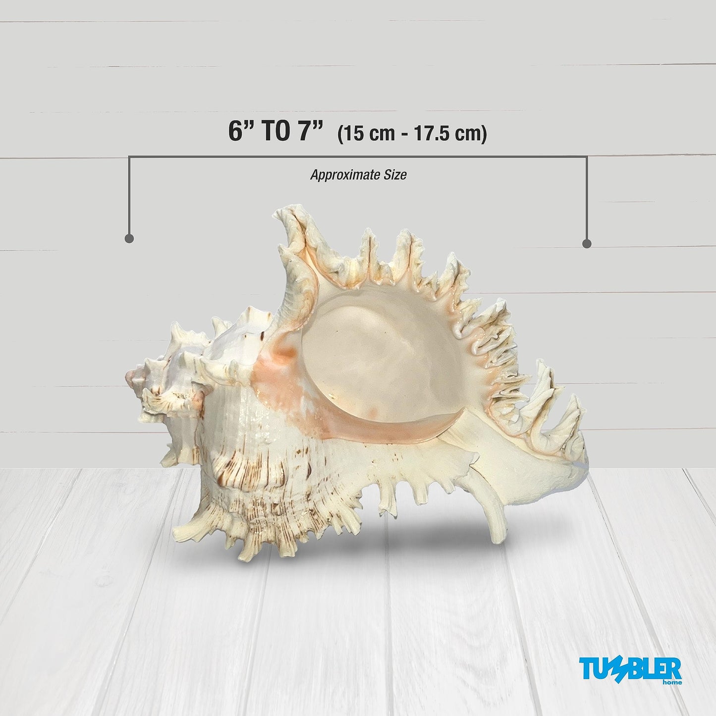 Large Murex Shell