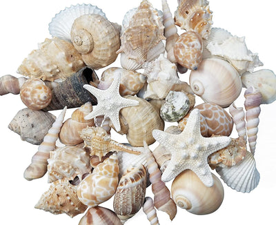 Tan Shell Mix