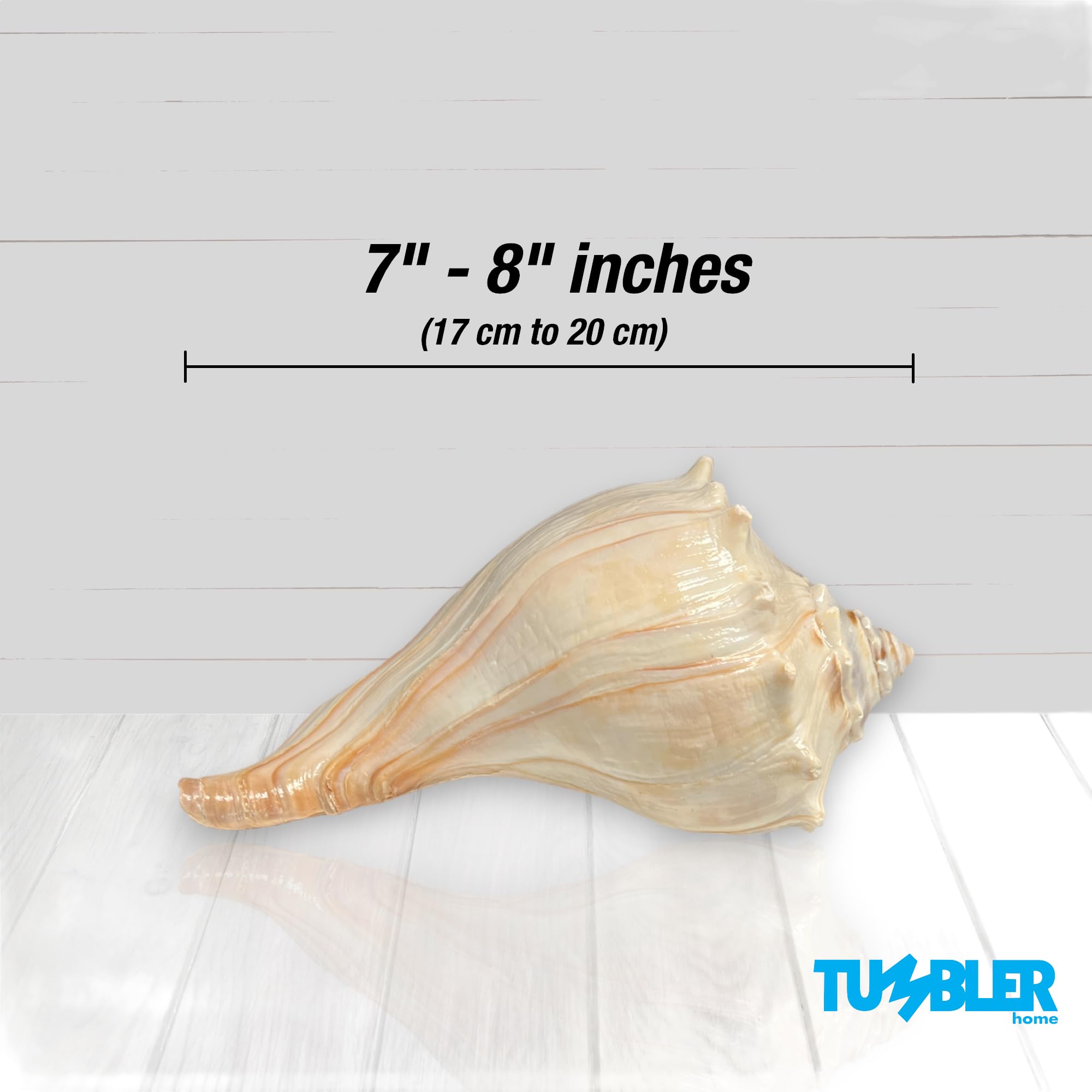 Atlantic Whelk Shell – Tumbler Home