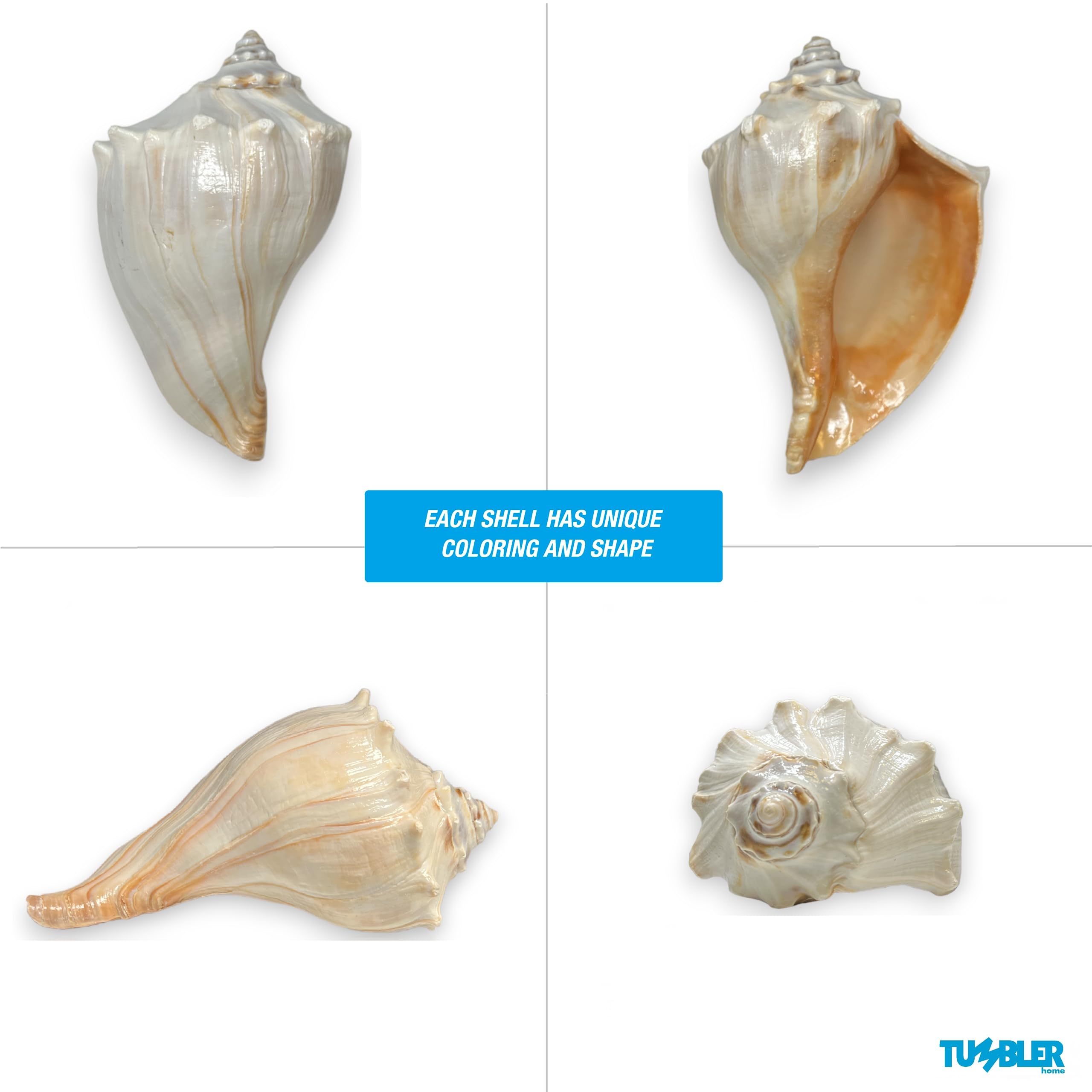 Atlantic Whelk Shell – Tumbler Home