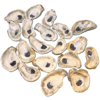 Oyster Shells for Crafts (20 pack) - 4