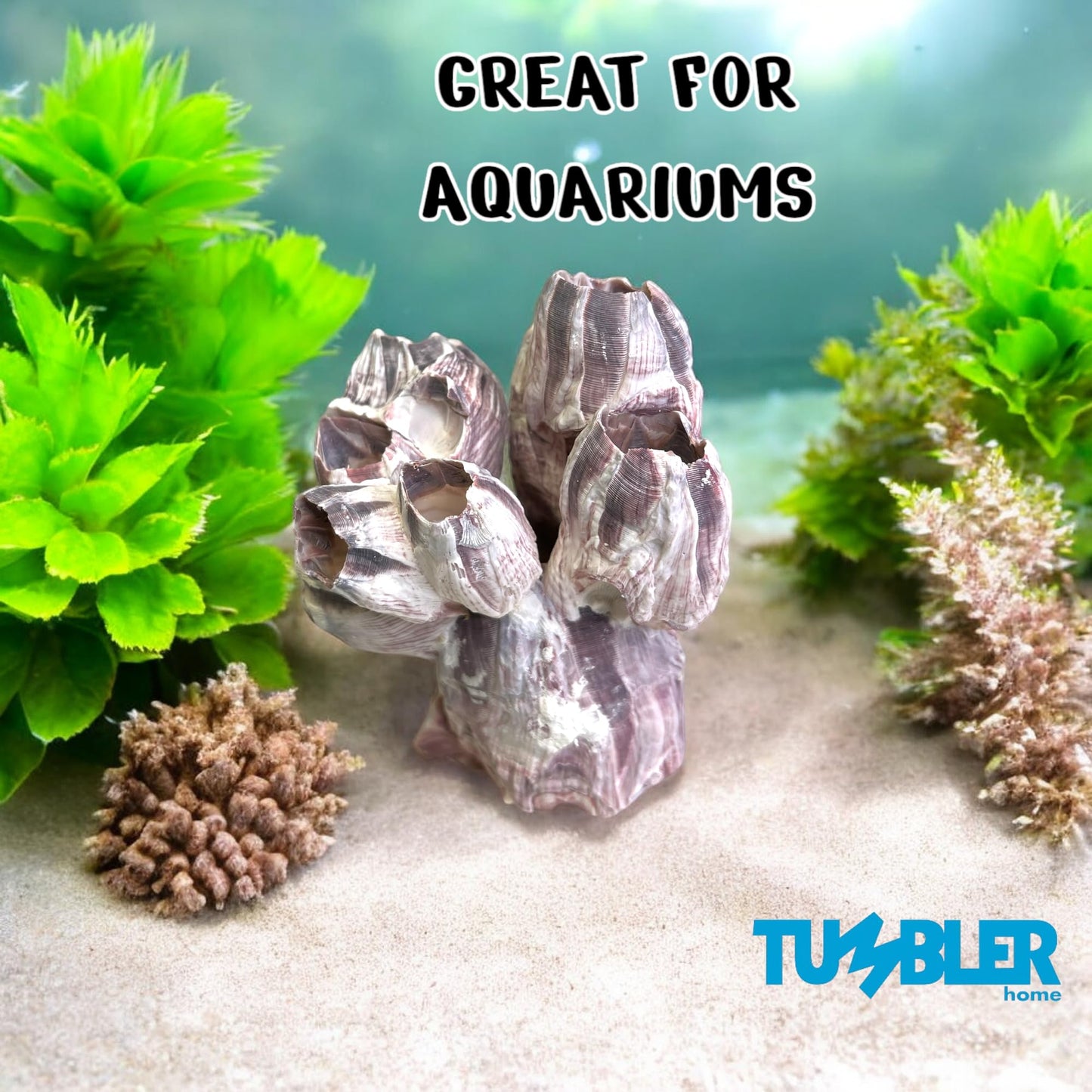 Barnacle Cluster for Aquariums & Decor
