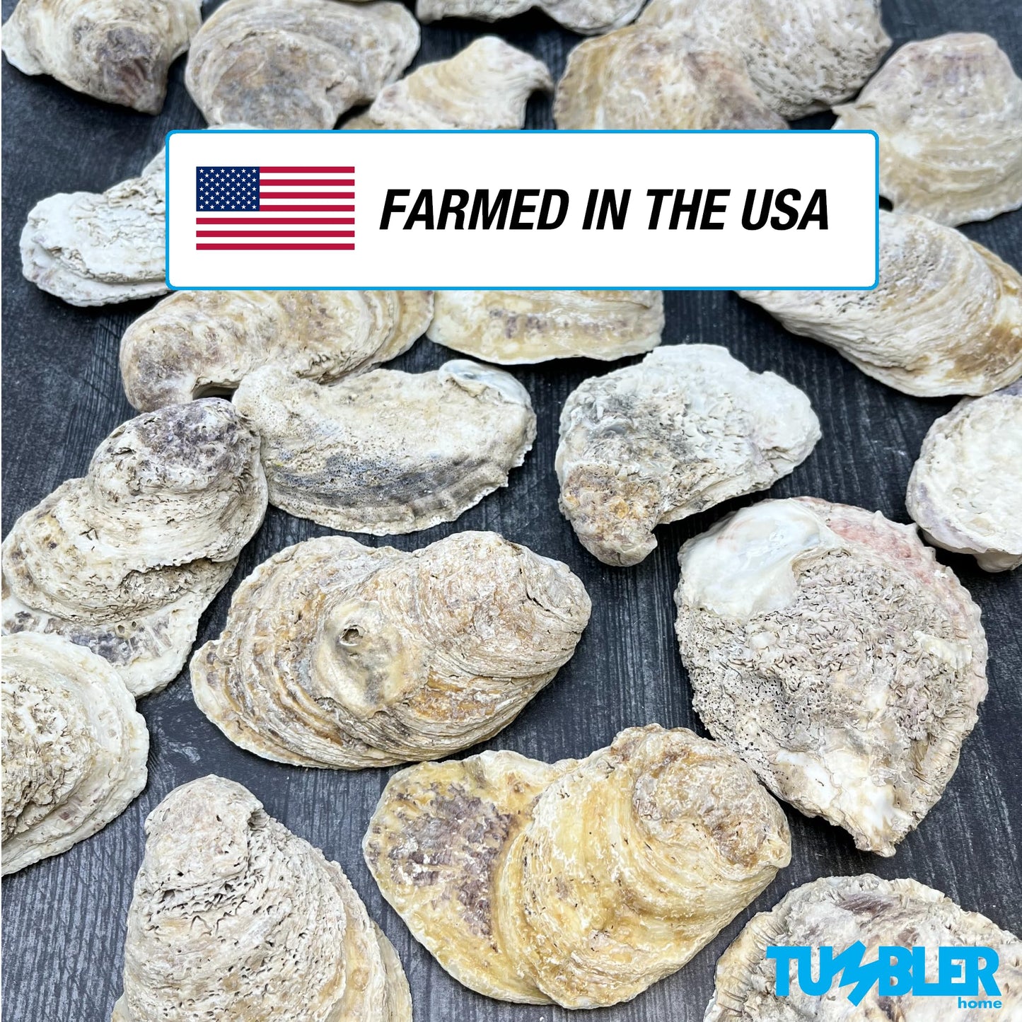 Oyster Shells for Crafts (20 pack)