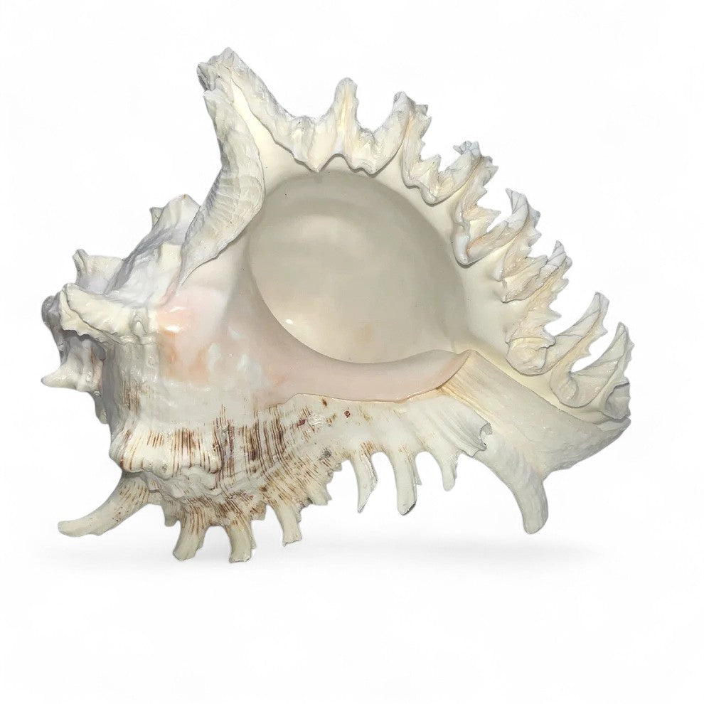 Large Murex Shell