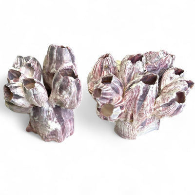 Barnacle Cluster for Aquariums & Decor - Purple / 2