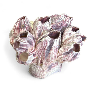 Barnacle Cluster for Aquariums & Decor - Purple / 1