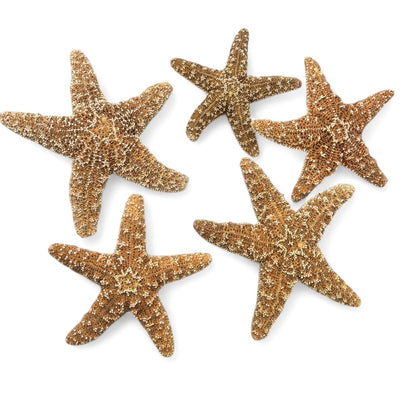 Real Sugar Starfish for Crafts & Decor - 5
