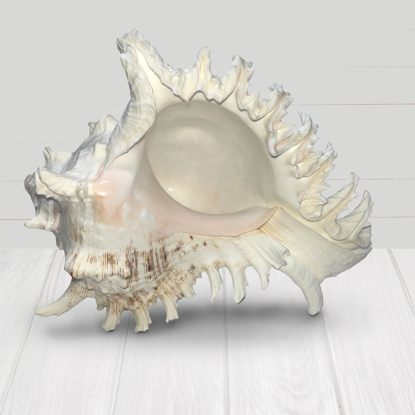 Large Murex Shell