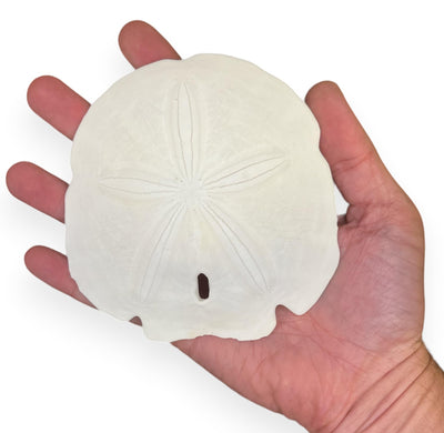 Florida Sand Dollars: 4