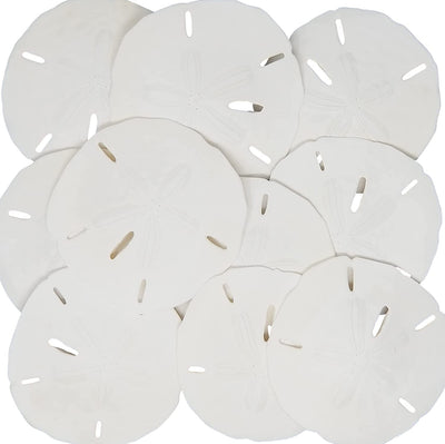 Florida Sand Dollars: 3