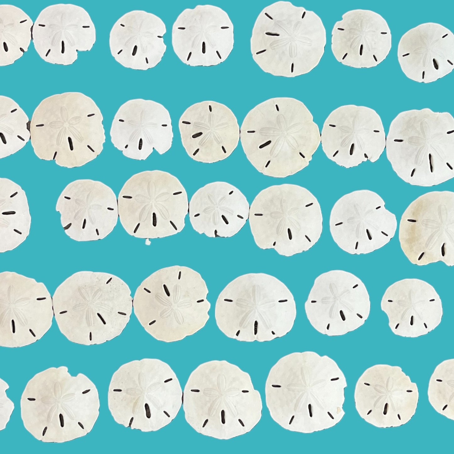 50 Grade "B" Sand Dollars