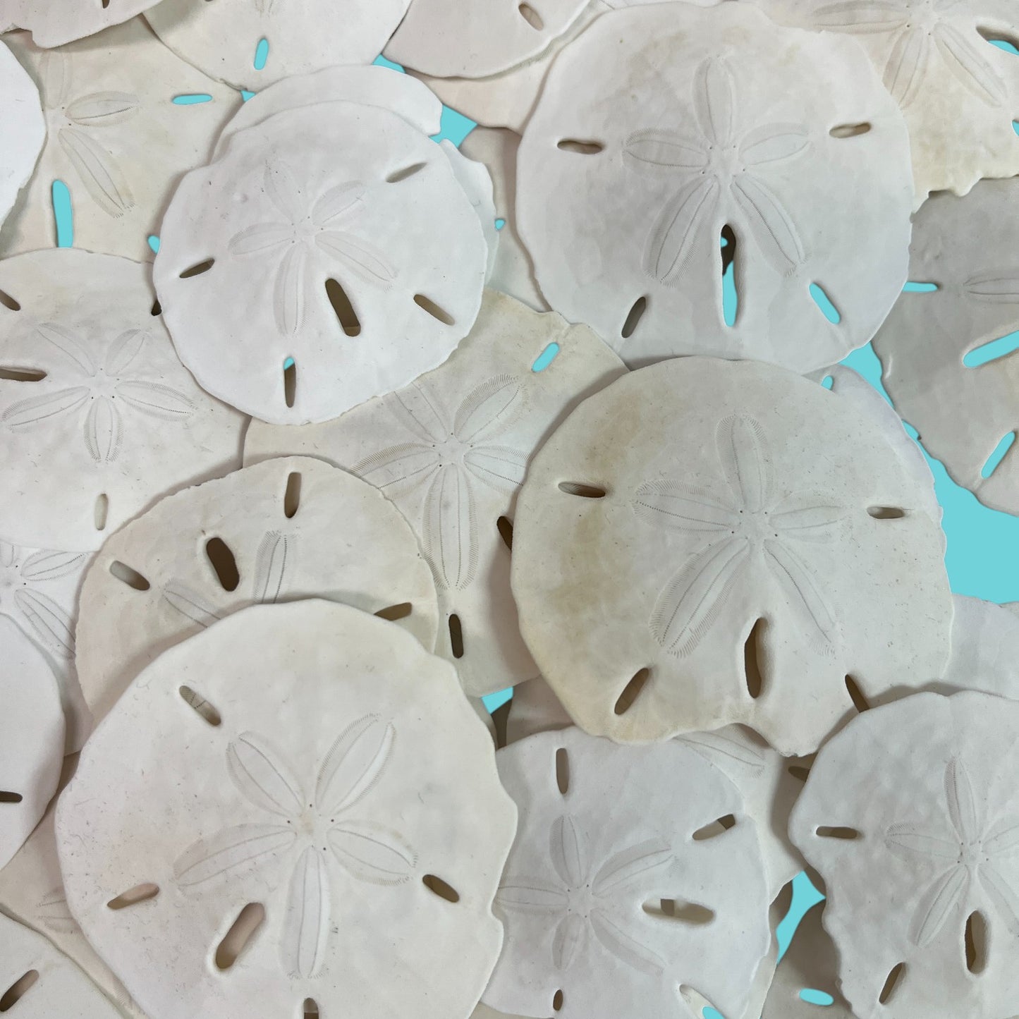 50 Grade "B" Sand Dollars