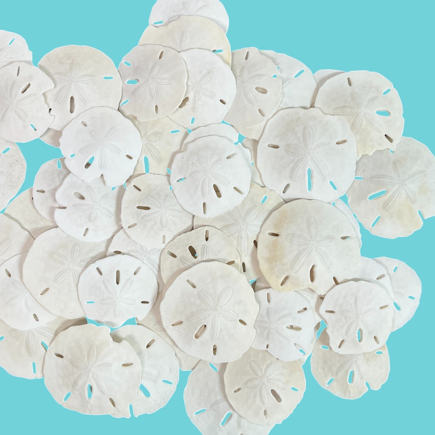50 Grade "B" Sand Dollars