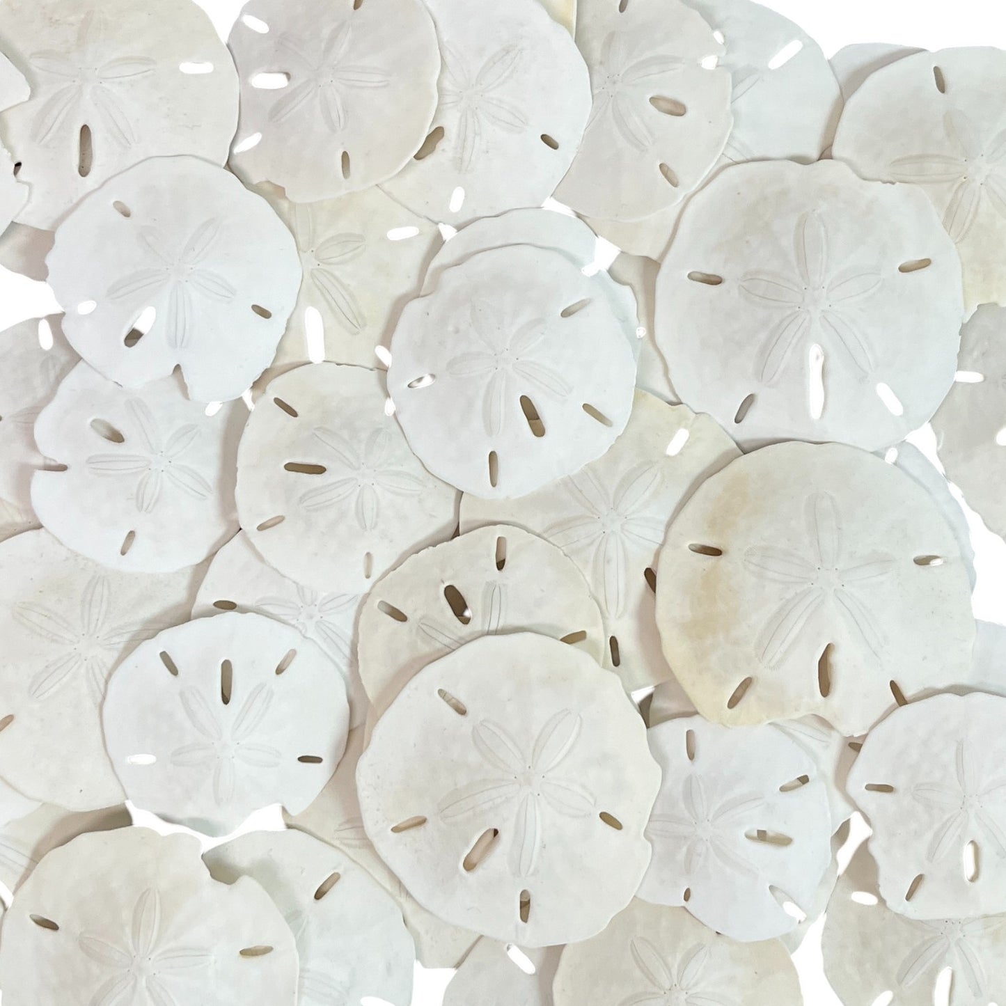 50 Grade "B" Sand Dollars