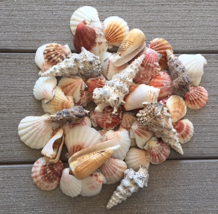 Sea Shells Mixed Beach Seashells - Various Sizes up to 2 Shells -Bag of  Approx. 50 Seashells