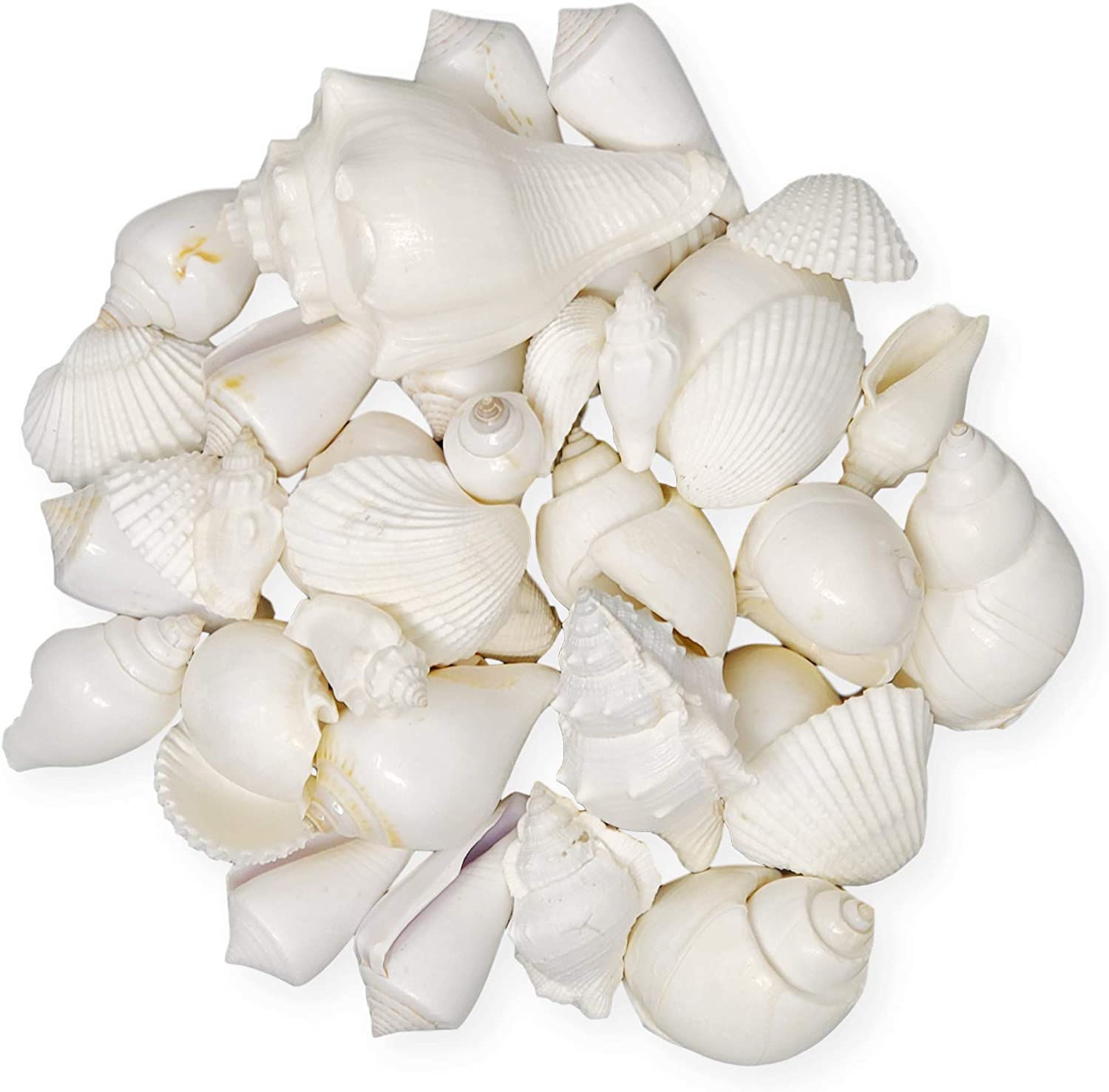 Mix of White Seashells