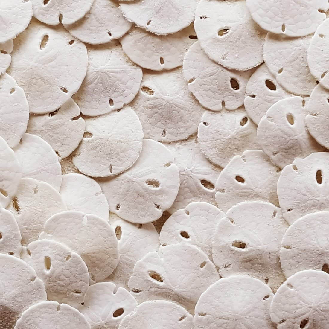 Small Natural White Sand Dollars 50 Pcs Perfect for Wedding or Crafts