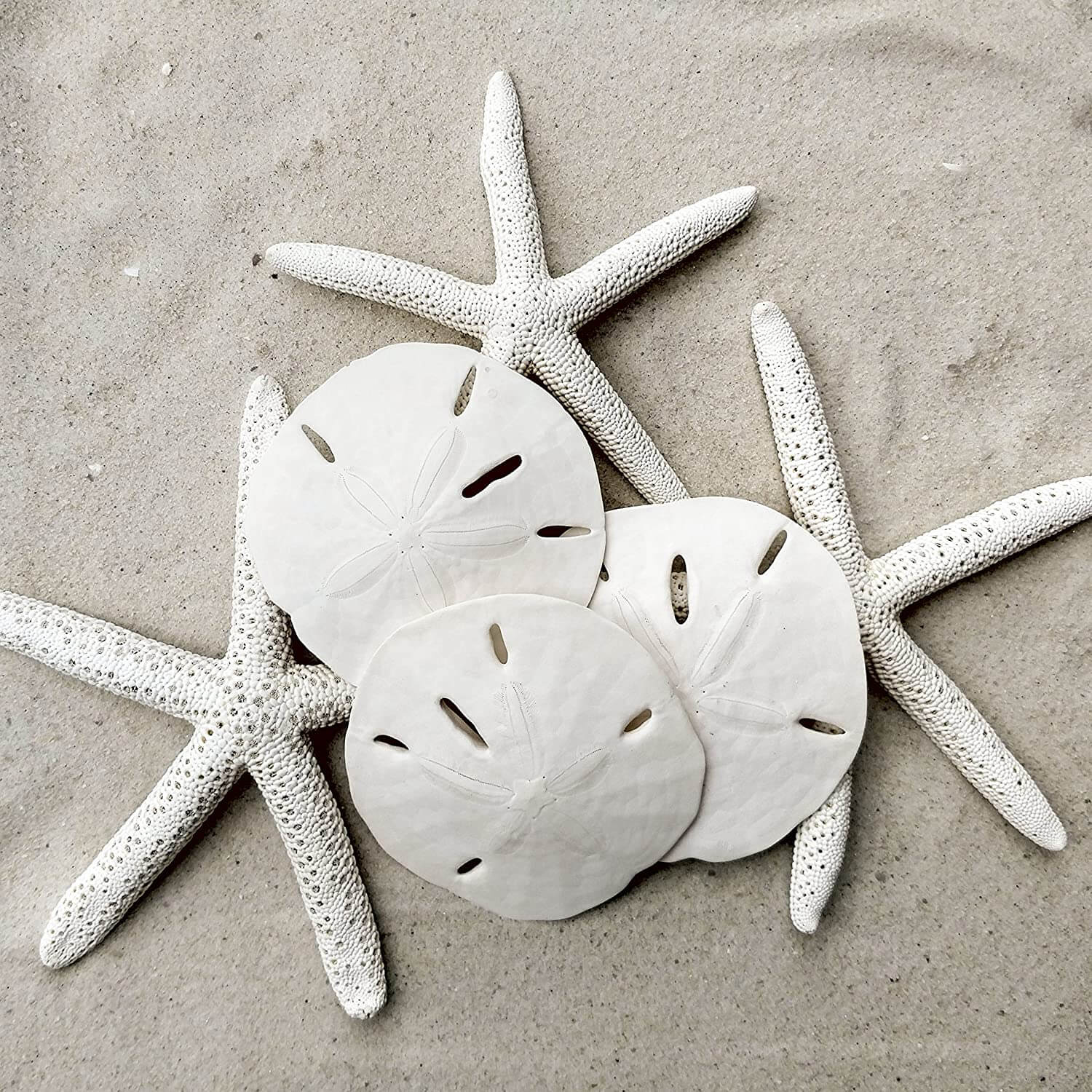 Starfish and Sand Dollars for Crafts -3 Finger Starfish 4 to 6 inch and 3 Sand Dollars 3 to 3.5 inch