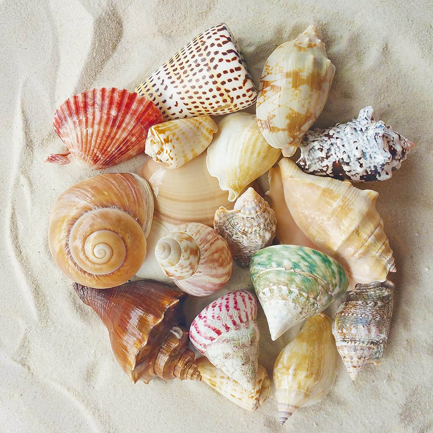 Polished Sea Shells