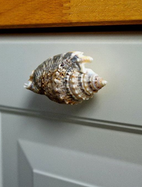 Seashell Chest or Cabinet Pulls