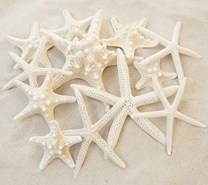 Pencil and Knobby Starfish Collection