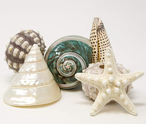 Exotic Seashells