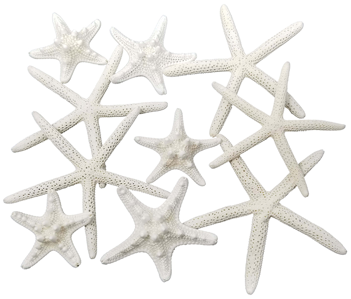 Pencil And Knobby Starfish 1″ To 6″ Set Of 10