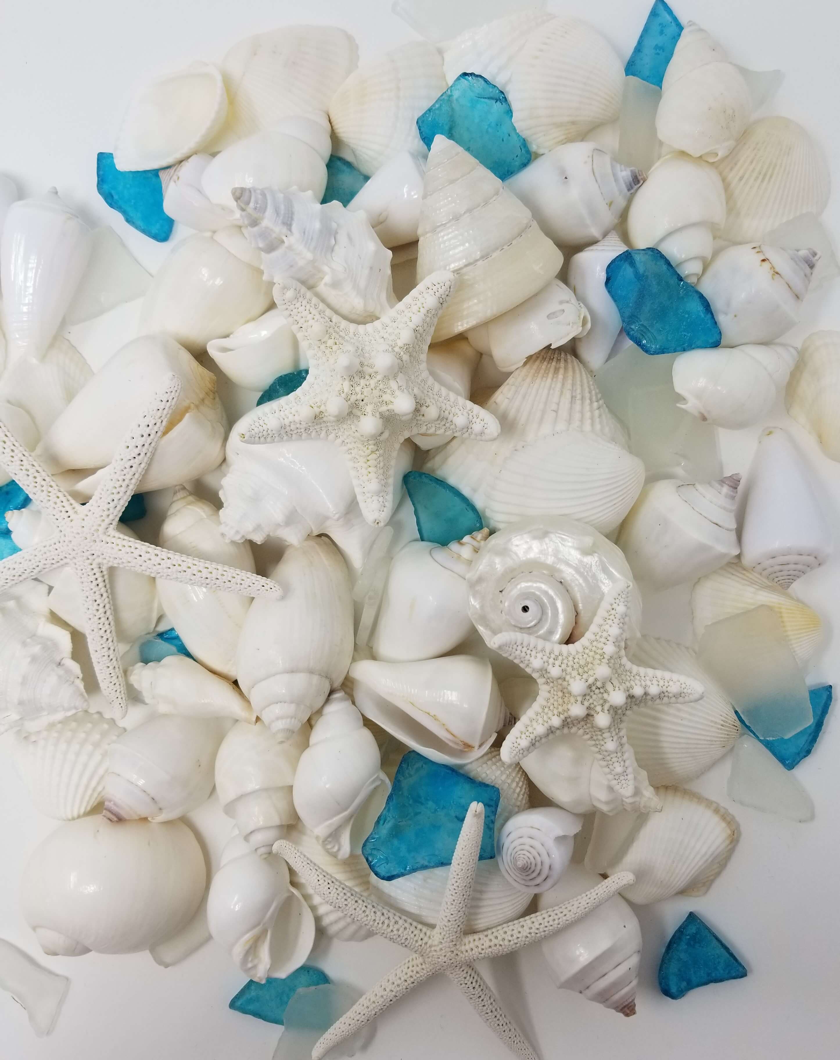 Natural Sea Shells, Starfish and Sea Glass